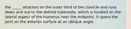 the _____ attaches on the outer third of the clavicle and runs down and out to the deltoid tuberosity, which is located on the lateral aspect of the humerus near the midpoint. it spans the joint on the anterior surface at an oblique angle.