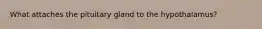 What attaches the pituitary gland to the hypothalamus?