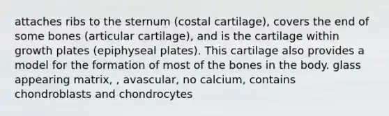 attaches ribs to the sternum (costal cartilage), covers the end of some bones (articular cartilage), and is the cartilage within growth plates (epiphyseal plates). This cartilage also provides a model for the formation of most of the bones in the body. glass appearing matrix, , avascular, no calcium, contains chondroblasts and chondrocytes