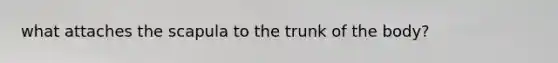 what attaches the scapula to the trunk of the body?
