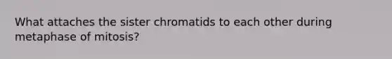 What attaches the sister chromatids to each other during metaphase of mitosis?