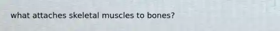 what attaches skeletal muscles to bones?