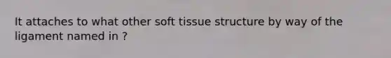 It attaches to what other soft tissue structure by way of the ligament named in ?