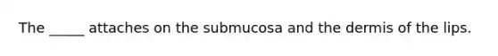 The _____ attaches on the submucosa and the dermis of the lips.