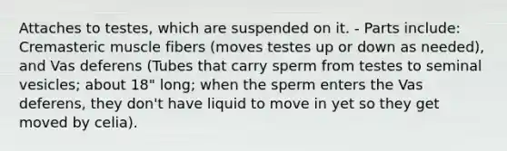 Attaches to testes, which are suspended on it. - Parts include: Cremasteric muscle fibers (moves testes up or down as needed), and Vas deferens (Tubes that carry sperm from testes to seminal vesicles; about 18" long; when the sperm enters the Vas deferens, they don't have liquid to move in yet so they get moved by celia).