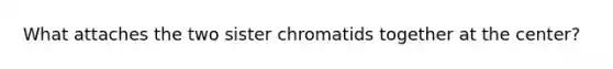 What attaches the two sister chromatids together at the center?