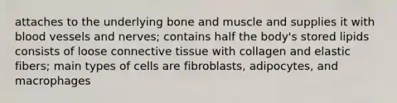 attaches to the underlying bone and muscle and supplies it with <a href='https://www.questionai.com/knowledge/kZJ3mNKN7P-blood-vessels' class='anchor-knowledge'>blood vessels</a> and nerves; contains half the body's stored lipids consists of loose <a href='https://www.questionai.com/knowledge/kYDr0DHyc8-connective-tissue' class='anchor-knowledge'>connective tissue</a> with collagen and elastic fibers; main types of cells are fibroblasts, adipocytes, and macrophages