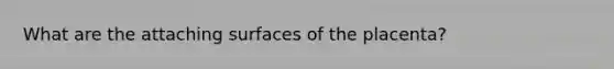 What are the attaching surfaces of the placenta?