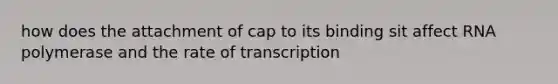 how does the attachment of cap to its binding sit affect RNA polymerase and the rate of transcription