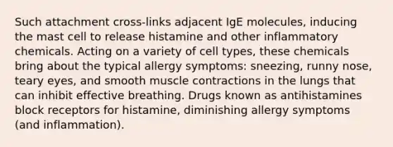 Such attachment cross-links adjacent IgE molecules, inducing the mast cell to release histamine and other inflammatory chemicals. Acting on a variety of cell types, these chemicals bring about the typical allergy symptoms: sneezing, runny nose, teary eyes, and smooth muscle contractions in the lungs that can inhibit effective breathing. Drugs known as antihistamines block receptors for histamine, diminishing allergy symptoms (and inflammation).