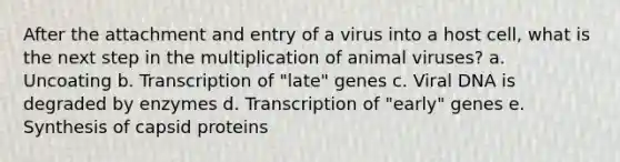 After the attachment and entry of a virus into a host cell, what is the next step in the multiplication of animal viruses? a. Uncoating b. Transcription of "late" genes c. Viral DNA is degraded by enzymes d. Transcription of "early" genes e. Synthesis of capsid proteins