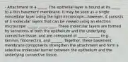 - Attachment to a _____. The epithelial layer is bound at its _____ to a thin basement membrane. It may be seen as a single noncellular layer using the light microscope—however, it consists of 3 molecular layers that can be viewed using an electron microscope: _____, ____, ____. These molecular layers are formed by secretions of both the epithelium and the underlying connective tissue, and are composed of _____, ______ (e.g., laminin, fibronectin), and ______. Together, these basement membrane components strengthen the attachment and form a selective molecular barrier between the epithelium and the underlying connective tissue.