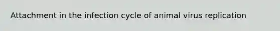 Attachment in the infection cycle of animal virus replication