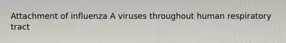 Attachment of influenza A viruses throughout human respiratory tract