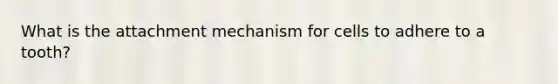 What is the attachment mechanism for cells to adhere to a tooth?