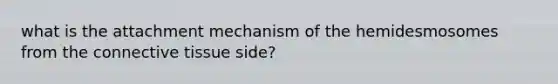 what is the attachment mechanism of the hemidesmosomes from the connective tissue side?