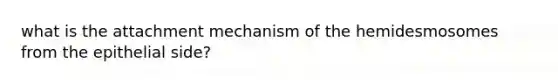 what is the attachment mechanism of the hemidesmosomes from the epithelial side?