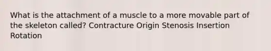 What is the attachment of a muscle to a more movable part of the skeleton called? Contracture Origin Stenosis Insertion Rotation