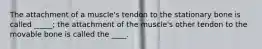 The attachment of a muscle's tendon to the stationary bone is called _____; the attachment of the muscle's other tendon to the movable bone is called the ____.