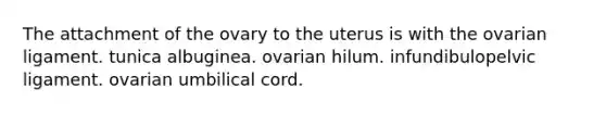 The attachment of the ovary to the uterus is with the ovarian ligament. tunica albuginea. ovarian hilum. infundibulopelvic ligament. ovarian umbilical cord.