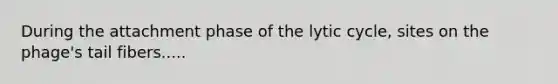 During the attachment phase of the lytic cycle, sites on the phage's tail fibers.....