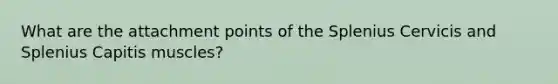 What are the attachment points of the Splenius Cervicis and Splenius Capitis muscles?