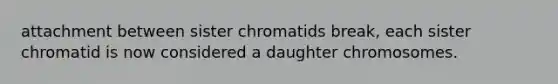 attachment between sister chromatids break, each sister chromatid is now considered a daughter chromosomes.