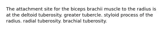 The attachment site for the biceps brachii muscle to the radius is at the deltoid tuberosity. greater tubercle. styloid process of the radius. radial tuberosity. brachial tuberosity.