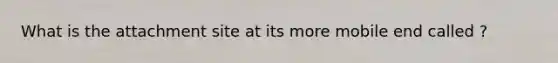 What is the attachment site at its more mobile end called ?