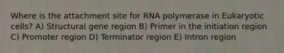 Where is the attachment site for RNA polymerase in Eukaryotic cells? A) Structural gene region B) Primer in the initiation region C) Promoter region D) Terminator region E) Intron region