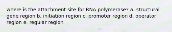 where is the attachment site for RNA polymerase? a. structural gene region b. initiation region c. promoter region d. operator region e. regular region