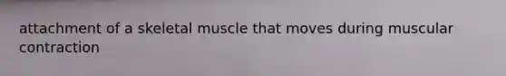 attachment of a skeletal muscle that moves during muscular contraction