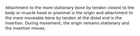 Attachment to the more stationary bone by tendon closest to the body or muscle head or proximal is the origin and attachment to the more moveable bone by tendon at the distal end is the insertion. During movement, the origin remains stationary and the insertion moves.