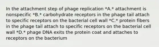 In the attachment step of phage replication *A.* attachment is nonspecific *B.* carbohydrate receptors in the phage tail attach to specific receptors on the bacterial cell wall *C.* protein fibers in the phage tail attach to specific receptors on the bacterial cell wall *D.* phage DNA exits the protein coat and attaches to receptors on the bacterium