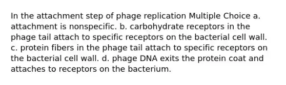 In the attachment step of phage replication Multiple Choice a. attachment is nonspecific. b. carbohydrate receptors in the phage tail attach to specific receptors on the bacterial cell wall. c. protein fibers in the phage tail attach to specific receptors on the bacterial cell wall. d. phage DNA exits the protein coat and attaches to receptors on the bacterium.