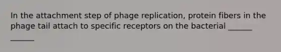 In the attachment step of phage replication, protein fibers in the phage tail attach to specific receptors on the bacterial ______ ______