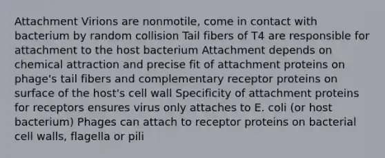 Attachment Virions are nonmotile, come in contact with bacterium by random collision Tail fibers of T4 are responsible for attachment to the host bacterium Attachment depends on chemical attraction and precise fit of attachment proteins on phage's tail fibers and complementary receptor proteins on surface of the host's cell wall Specificity of attachment proteins for receptors ensures virus only attaches to E. coli (or host bacterium) Phages can attach to receptor proteins on bacterial cell walls, flagella or pili