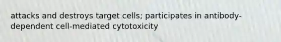 attacks and destroys target cells; participates in antibody-dependent cell-mediated cytotoxicity