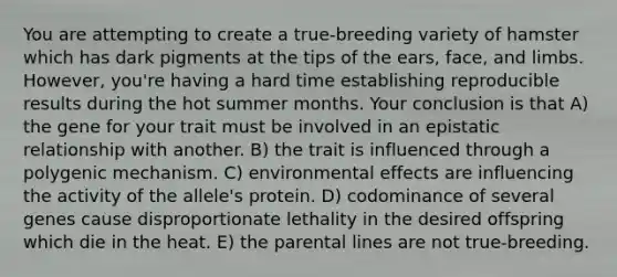 You are attempting to create a true-breeding variety of hamster which has dark pigments at the tips of the ears, face, and limbs. However, you're having a hard time establishing reproducible results during the hot summer months. Your conclusion is that A) the gene for your trait must be involved in an epistatic relationship with another. B) the trait is influenced through a polygenic mechanism. C) environmental effects are influencing the activity of the allele's protein. D) codominance of several genes cause disproportionate lethality in the desired offspring which die in the heat. E) the parental lines are not true-breeding.