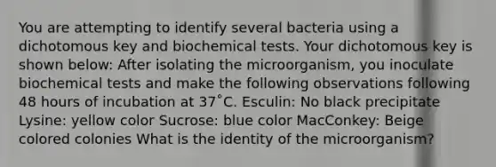 You are attempting to identify several bacteria using a dichotomous key and biochemical tests. Your dichotomous key is shown below: After isolating the microorganism, you inoculate biochemical tests and make the following observations following 48 hours of incubation at 37˚C. Esculin: No black precipitate Lysine: yellow color Sucrose: blue color MacConkey: Beige colored colonies What is the identity of the microorganism?