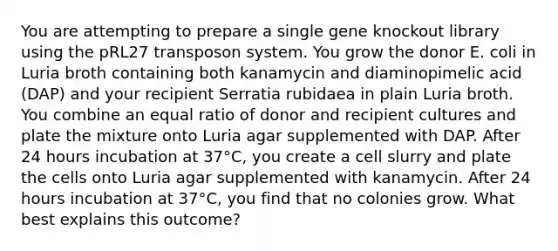 You are attempting to prepare a single gene knockout library using the pRL27 transposon system. You grow the donor E. coli in Luria broth containing both kanamycin and diaminopimelic acid (DAP) and your recipient Serratia rubidaea in plain Luria broth. You combine an equal ratio of donor and recipient cultures and plate the mixture onto Luria agar supplemented with DAP. After 24 hours incubation at 37°C, you create a cell slurry and plate the cells onto Luria agar supplemented with kanamycin. After 24 hours incubation at 37°C, you find that no colonies grow. What best explains this outcome?