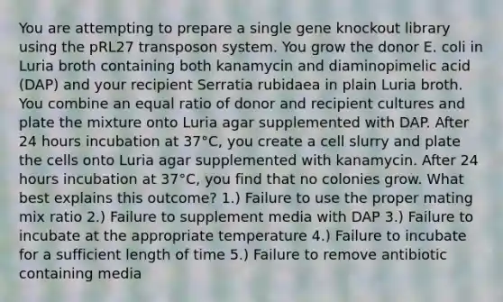 You are attempting to prepare a single gene knockout library using the pRL27 transposon system. You grow the donor E. coli in Luria broth containing both kanamycin and diaminopimelic acid (DAP) and your recipient Serratia rubidaea in plain Luria broth. You combine an equal ratio of donor and recipient cultures and plate the mixture onto Luria agar supplemented with DAP. After 24 hours incubation at 37°C, you create a cell slurry and plate the cells onto Luria agar supplemented with kanamycin. After 24 hours incubation at 37°C, you find that no colonies grow. What best explains this outcome? 1.) Failure to use the proper mating mix ratio 2.) Failure to supplement media with DAP 3.) Failure to incubate at the appropriate temperature 4.) Failure to incubate for a sufficient length of time 5.) Failure to remove antibiotic containing media