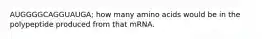 AUGGGGCAGGUAUGA; how many amino acids would be in the polypeptide produced from that mRNA.