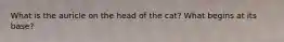 What is the auricle on the head of the cat? What begins at its base?