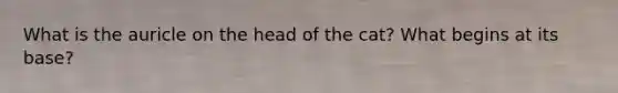 What is the auricle on the head of the cat? What begins at its base?