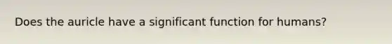 Does the auricle have a significant function for humans?