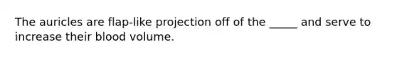 The auricles are flap-like projection off of the _____ and serve to increase their blood volume.