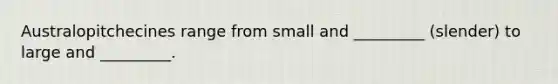 Australopitchecines range from small and _________ (slender) to large and _________.