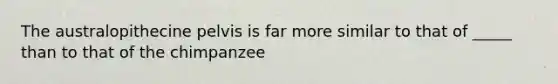 The australopithecine pelvis is far more similar to that of _____ than to that of the chimpanzee