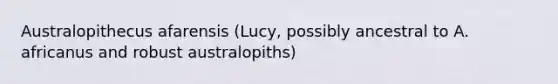 Australopithecus afarensis (Lucy, possibly ancestral to A. africanus and robust australopiths)